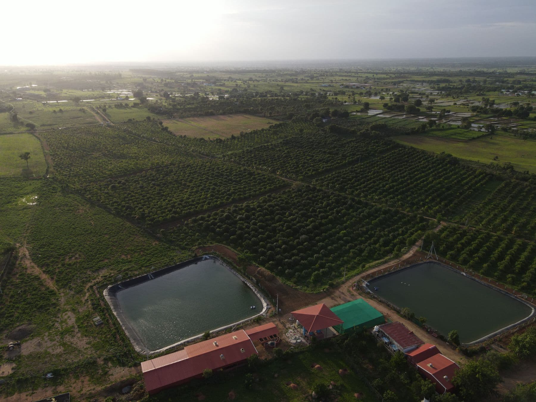 Akshaya CSA Shadnagar farm