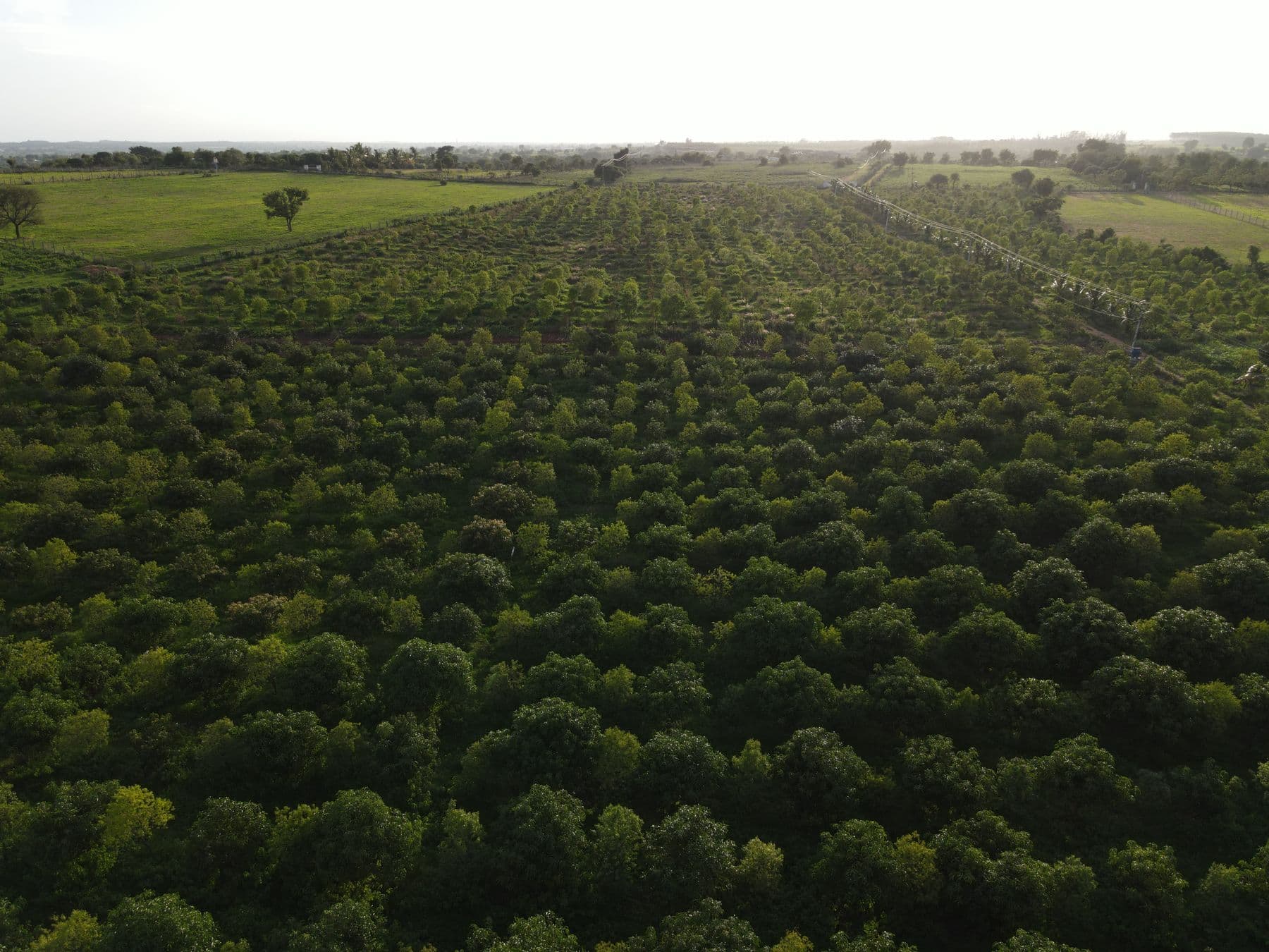 Akshaya CSA Buthpur farm