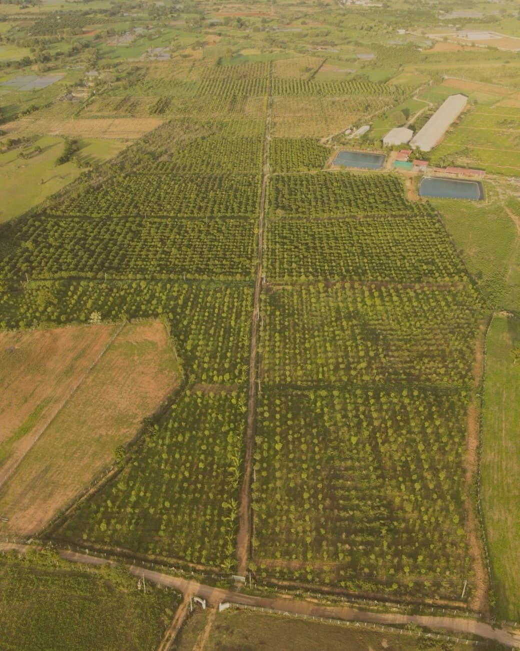 Aerial view of orchard rows across the farm