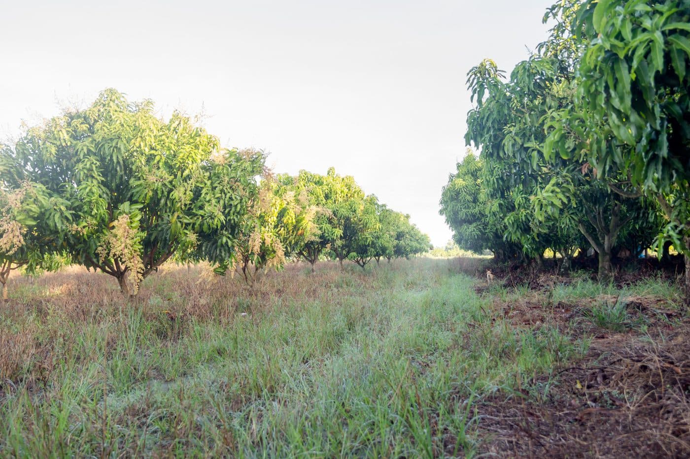Bhuthpur CSA farm
