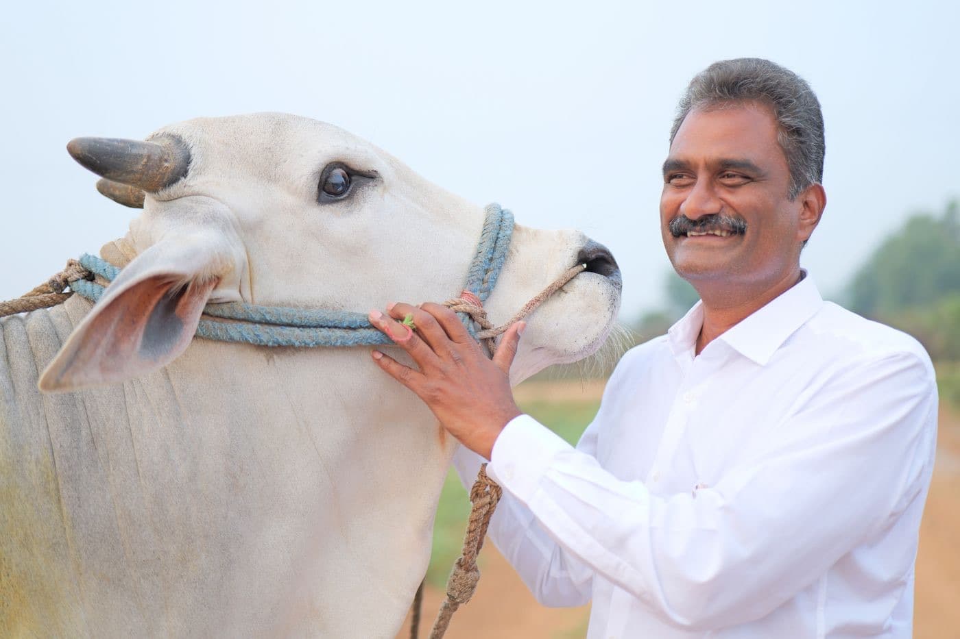 Srinivasa Rao K, founder of InAcres, with one of the farm's bullocks