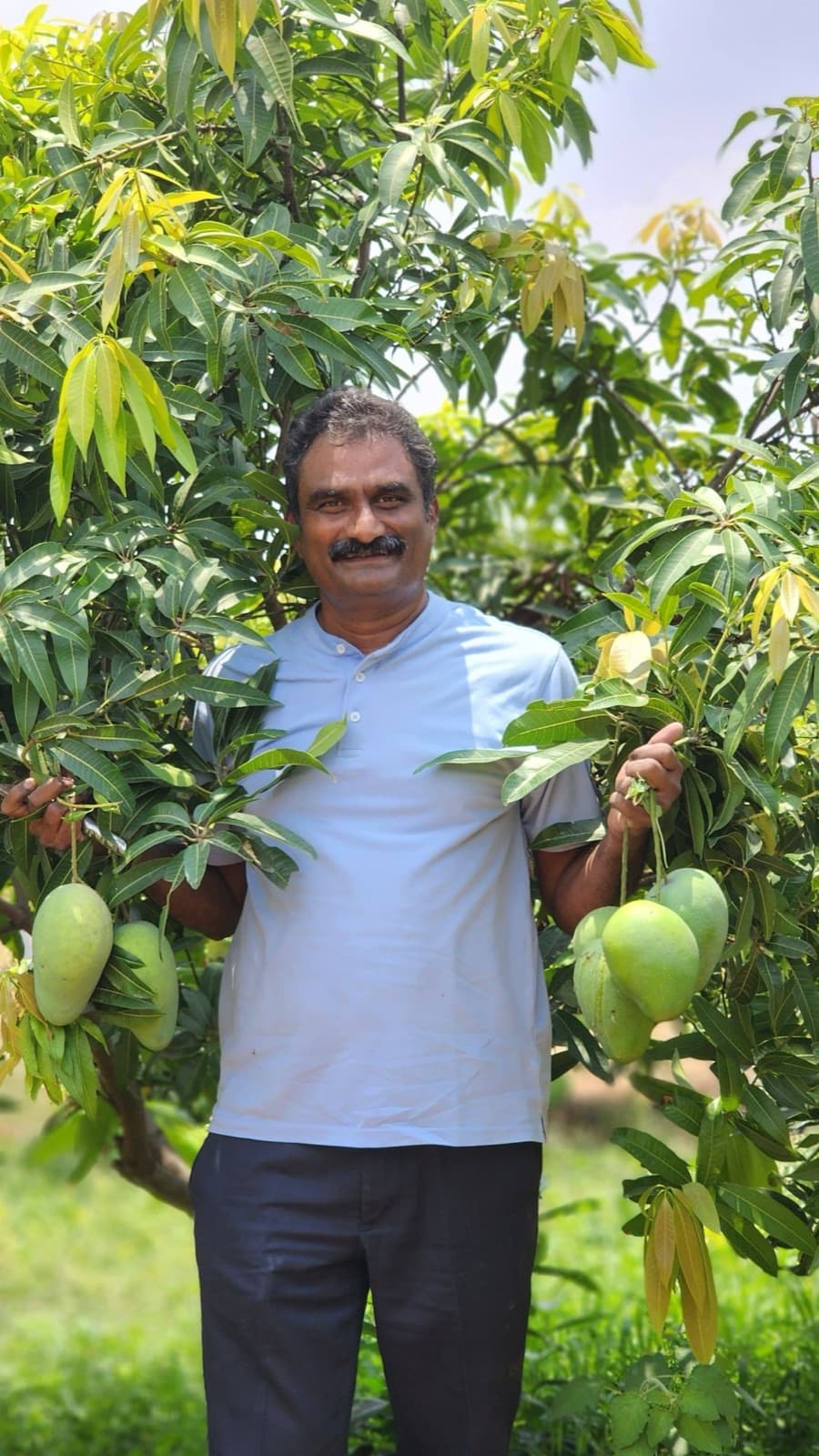 Holding ripening mangoes in the orchard