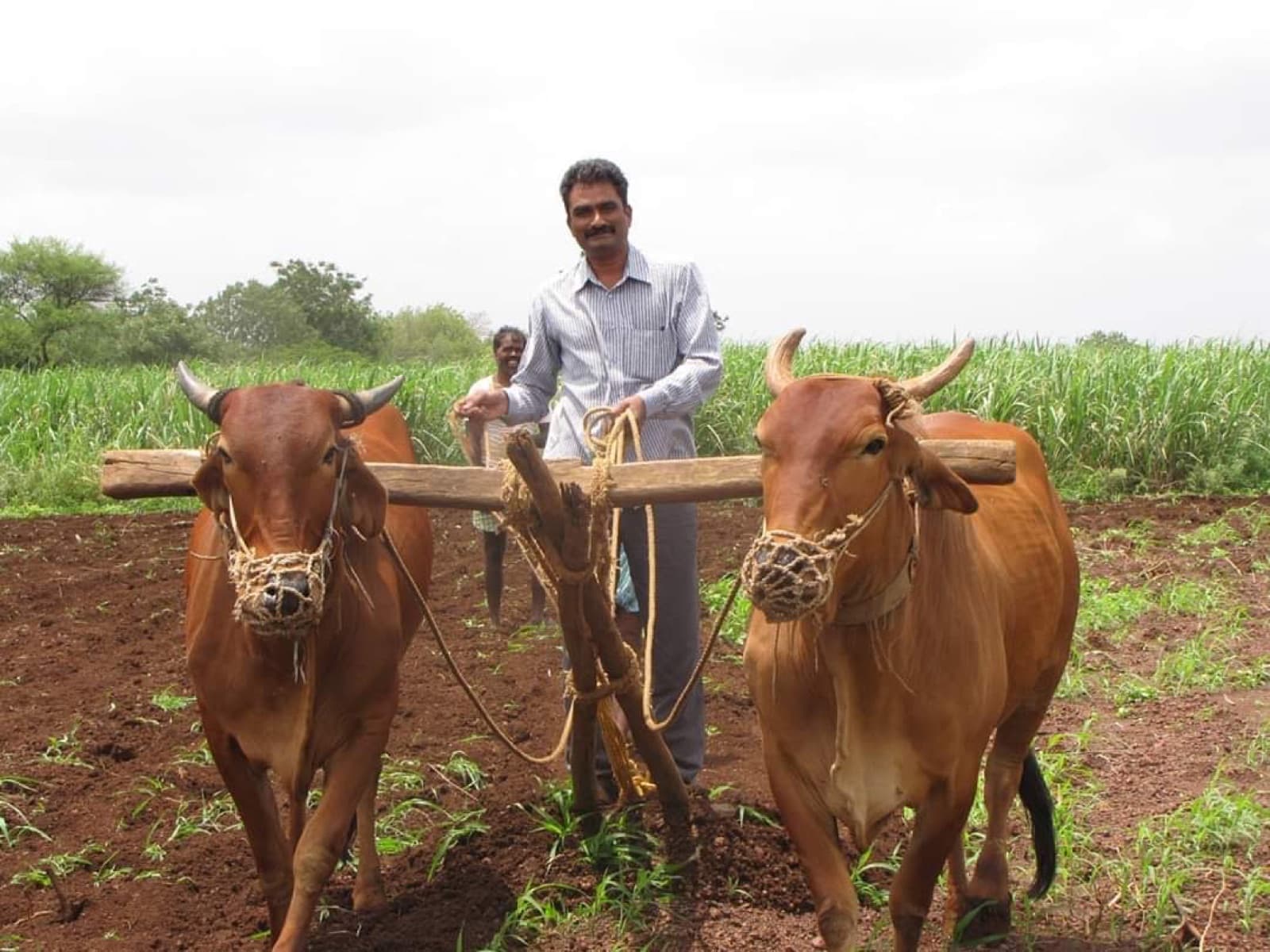 Ploughing the field with a pair of bullocks