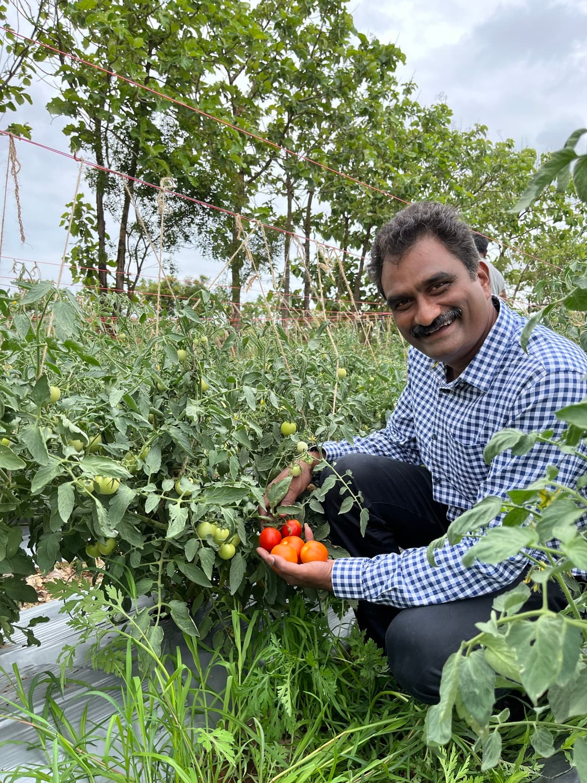 Holding a handful of freshly picked tomatoes