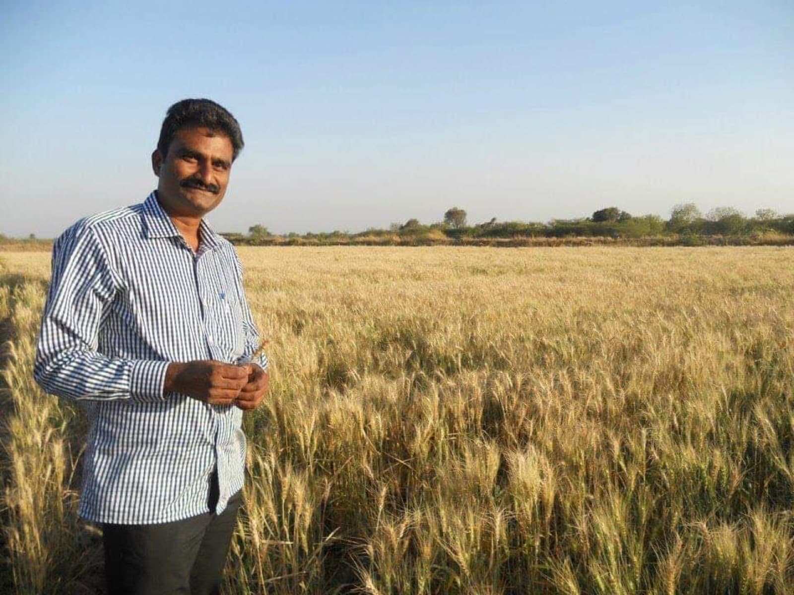 A farmer in a ripening wheat field