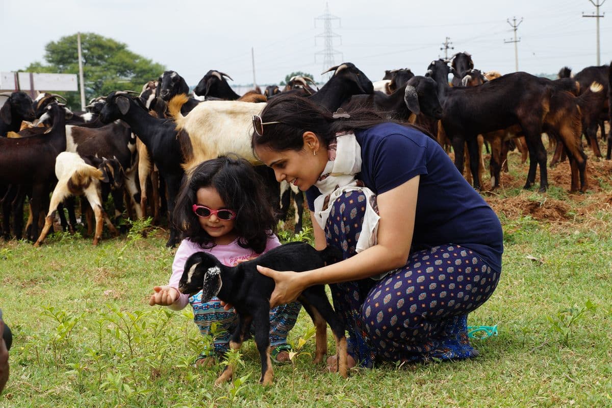 A child with the farm cattle