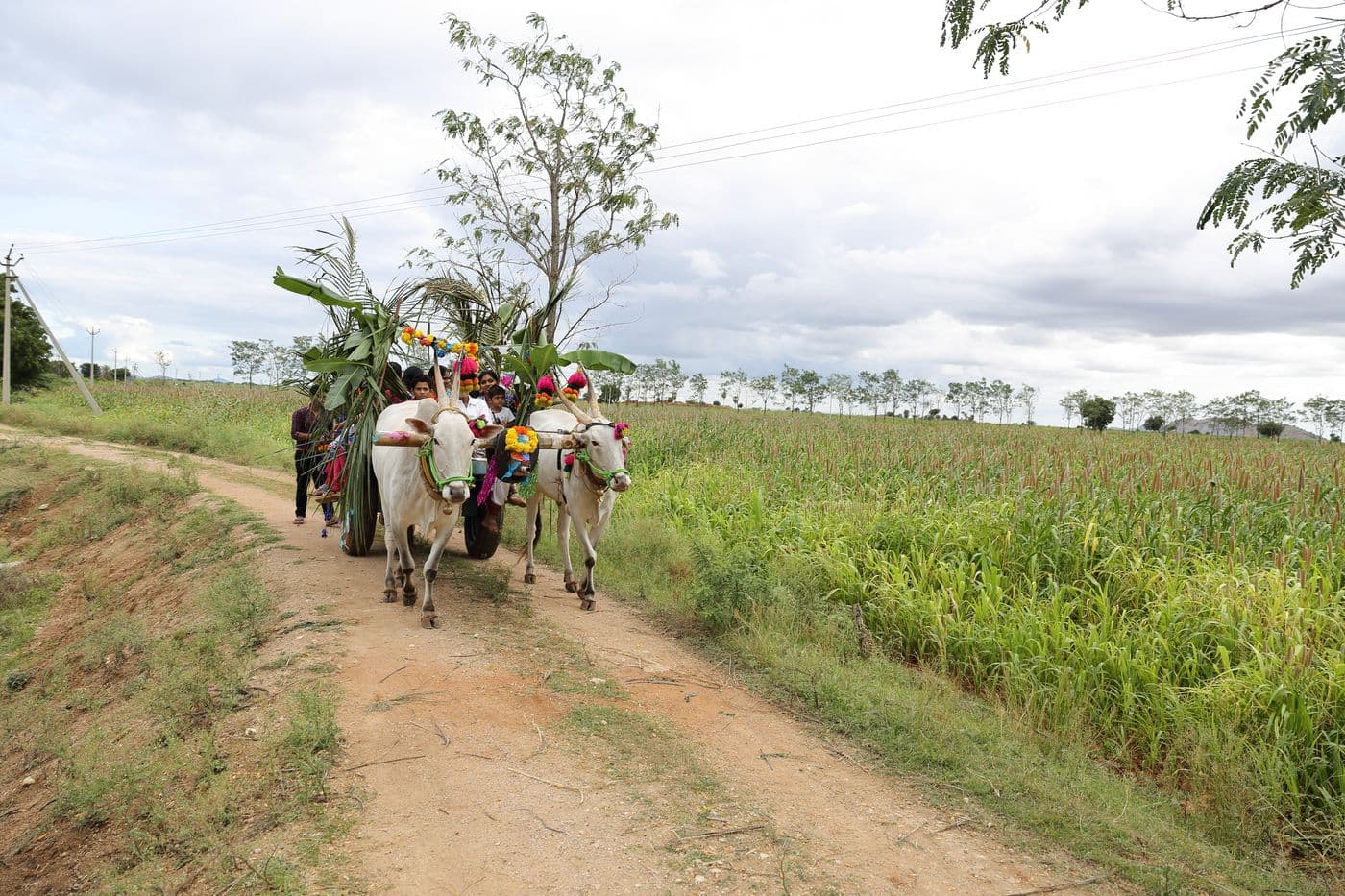 A decorated bullock cart on the farm path beside a millet field