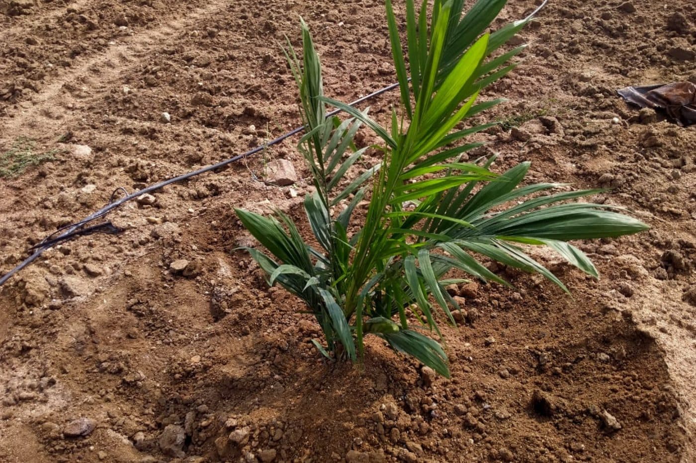 Maddur CSA farm