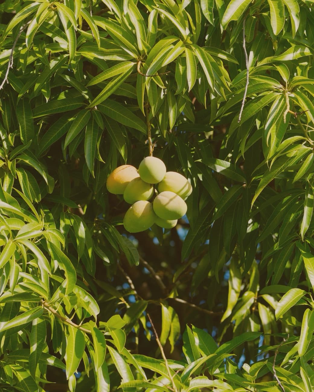 Mangoes ripening on the tree