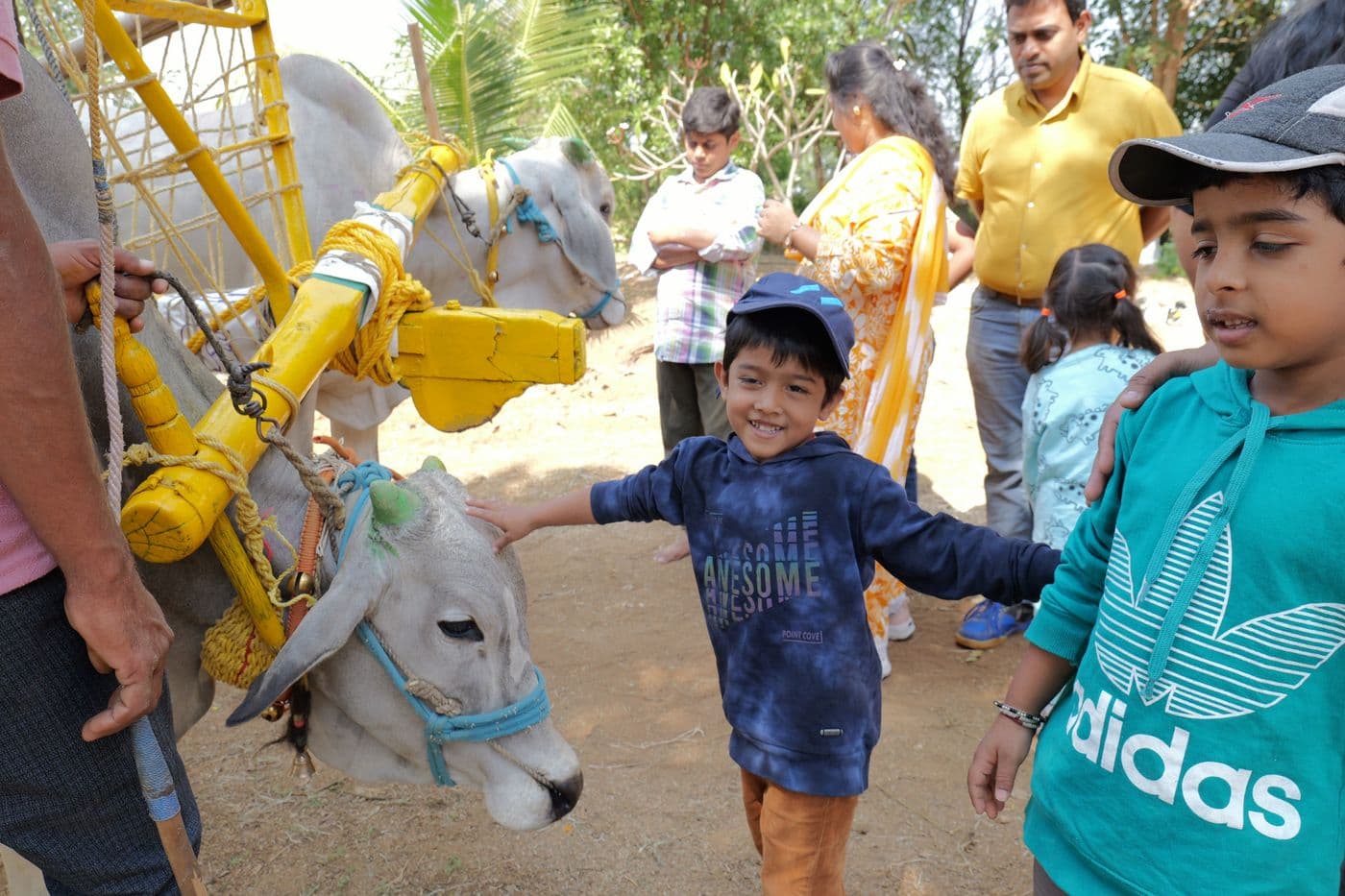 Children meeting the farm bullocks