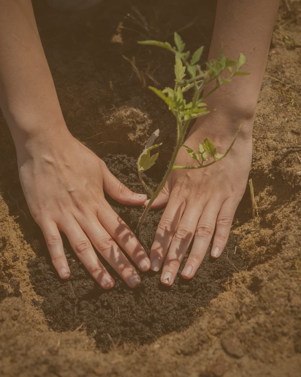 Hands settling a seedling into freshly turned soil